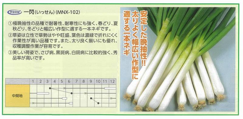 ネギ】一閃（いっせん）（MNX-102）〔宇治交配〕 | ネギ | 野菜・草花