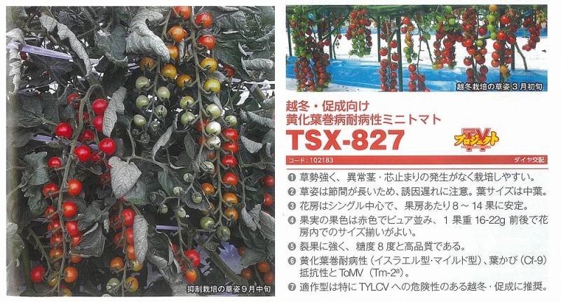 ミニトマト】TSX-827〔トキタ交配〕 | ミニトマト | 野菜・草花の種苗