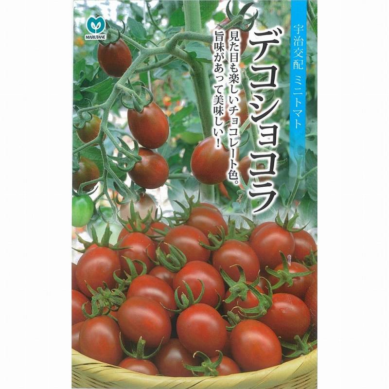ミニトマト】デコショコラ(MTX-009)〔宇治交配〕 | ミニトマト | 野菜