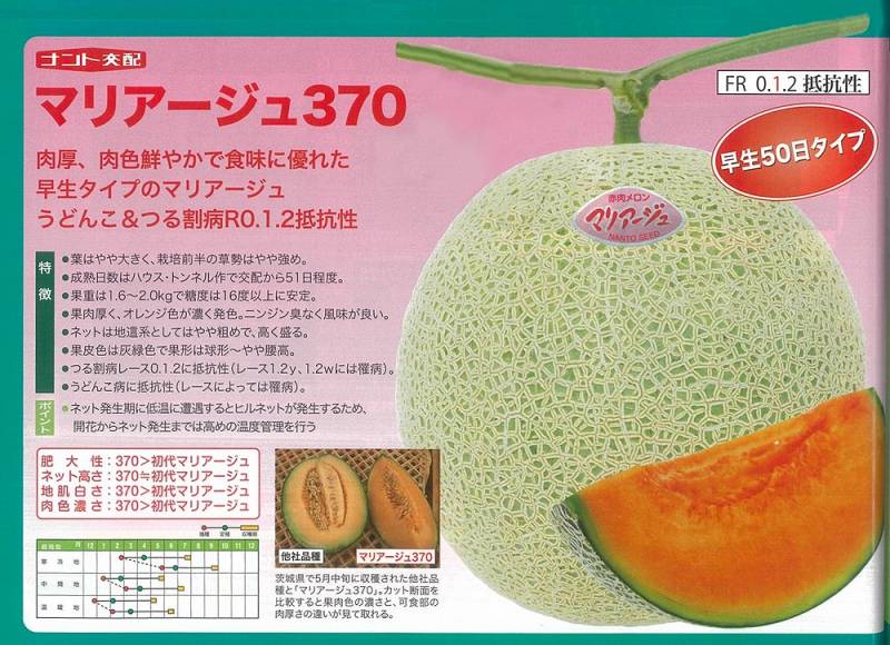メロン】マリアージュ370〔ナント交配〕 | メロン | 野菜・草花の種苗