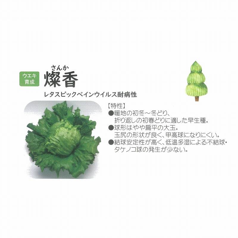 野菜 YU レタス】燦香〔ウエキ育成〕 | レタス | 野菜・草花の種苗の通販は