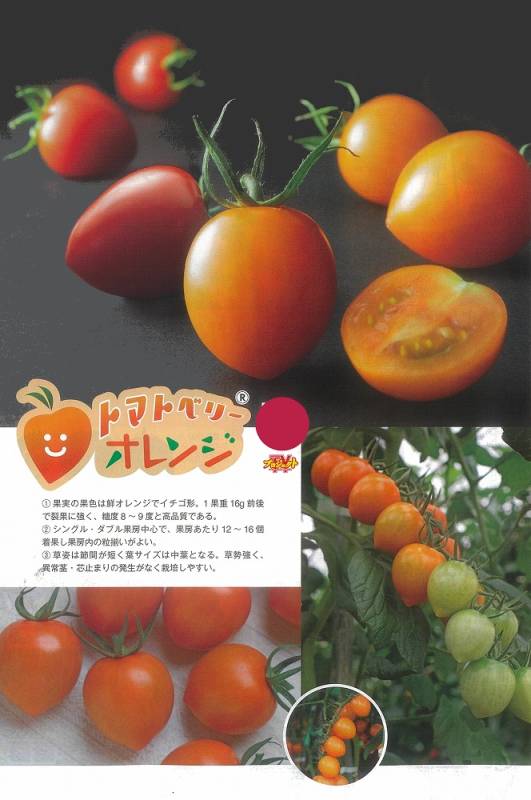 ミニトマト】トマトベリー オレンジ〔トキタ交配〕 | ミニトマト