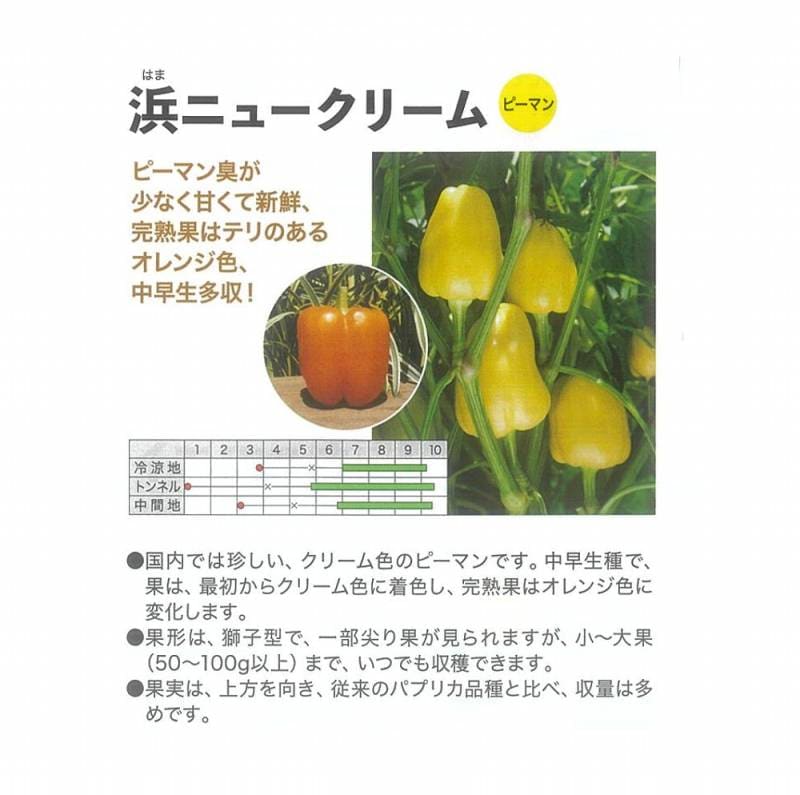 ピーマン】浜ニュークリーム〔0063〕 | ピーマン | 野菜・草花の種苗の