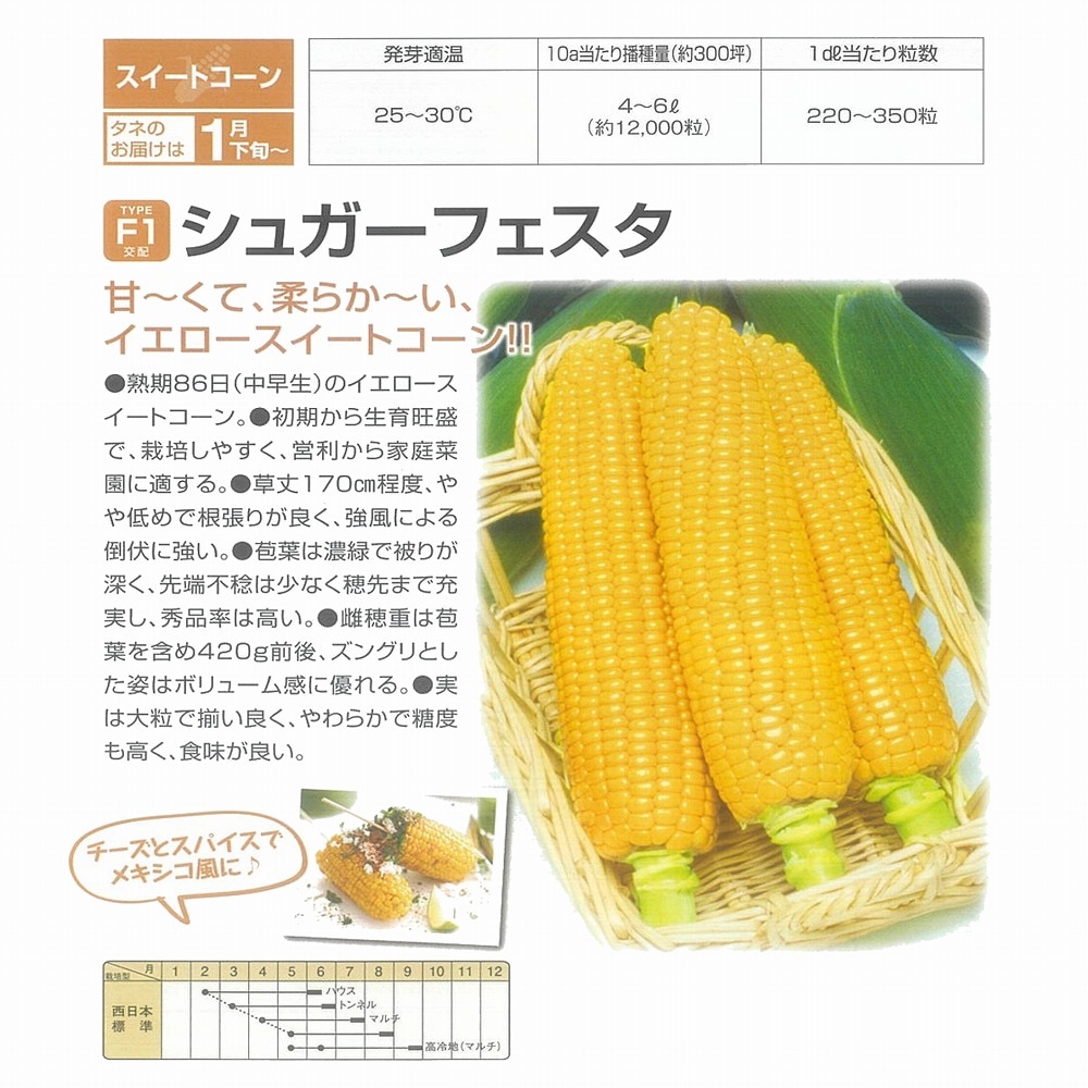 トウモロコシ】F1 スイートコーン シュガーフェスタ〔0047中原