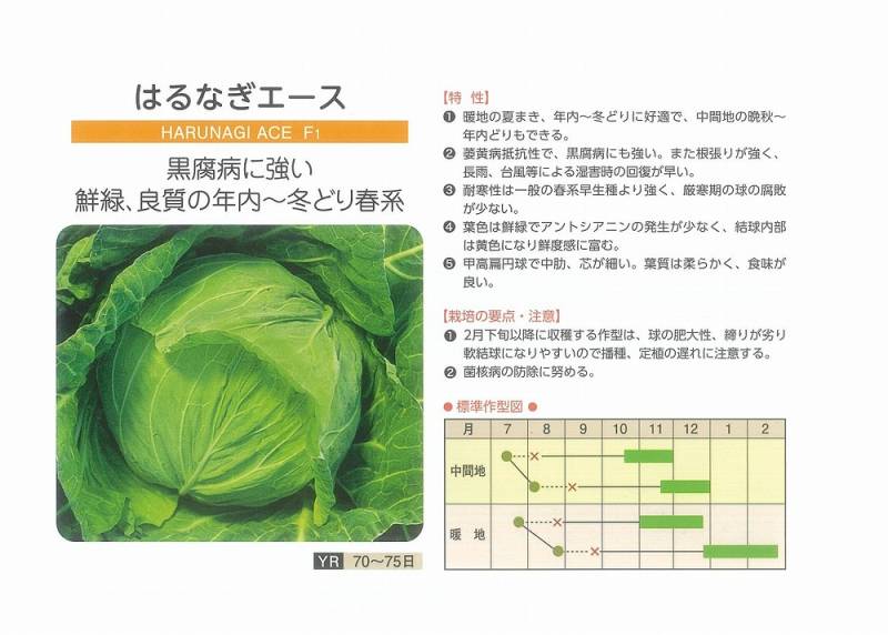 キャベツ】F1 はるなぎエース〔石井交配〕 | キャベツ | 野菜・草花の