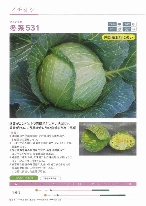 キャベツ】冬系531〔マスダ交配〕 | キャベツ | 野菜・草花の種苗の
