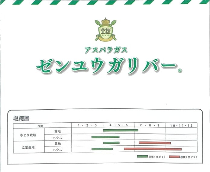 アスパラガス】ゼンユウガリバー〔サナテックシード 0572〕 | アスパラ