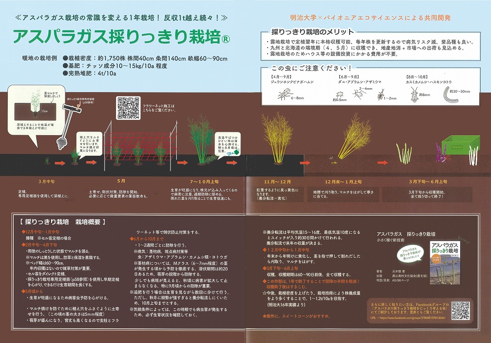 アスパラガス】ゼンユウガリバー〔サナテックシード 0572〕 | アスパラ
