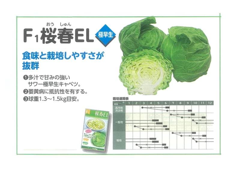 キャベツ】極早生 F1 桜春EL〔0394〕 | キャベツ | 野菜・草花の種苗の