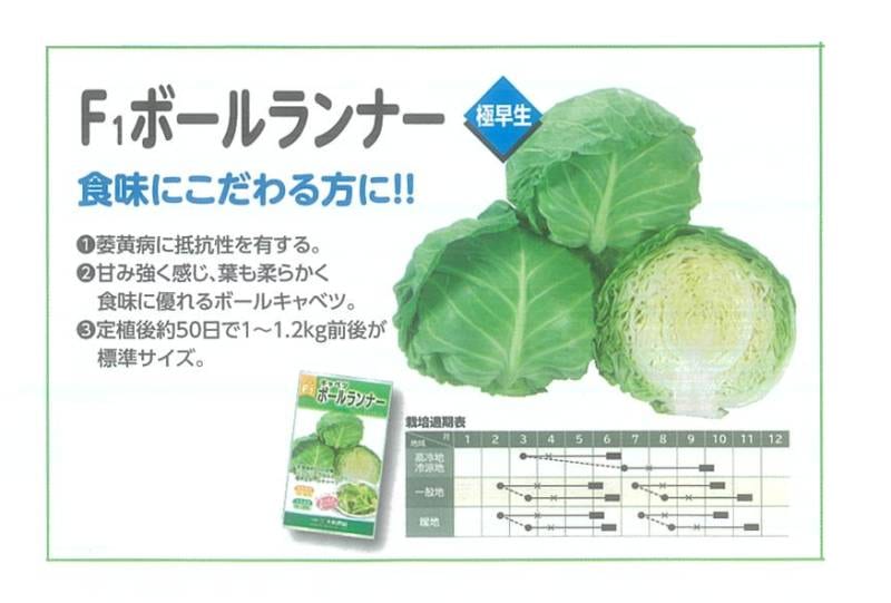 キャベツ】極早生 F1 ボールランナー〔0394〕 | キャベツ | 野菜・草花