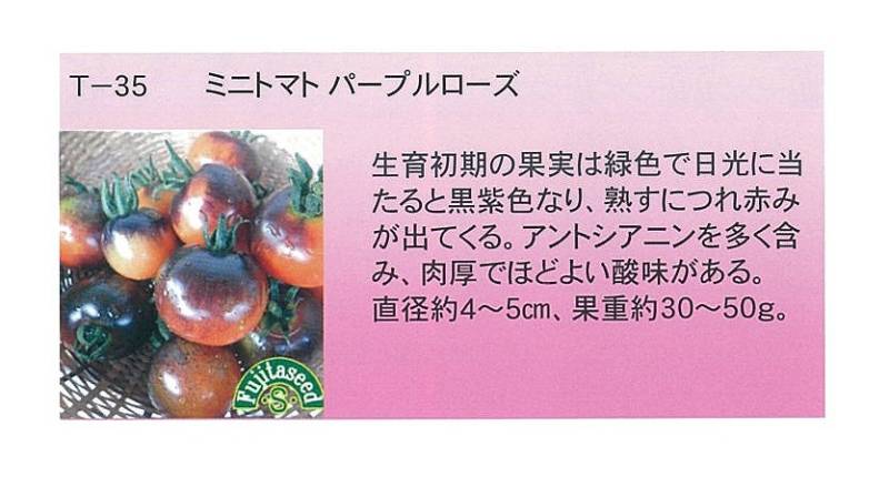 世界の果菜】ミニトマト パープルローズ〔0048〕 | 世界の果菜 | 野菜