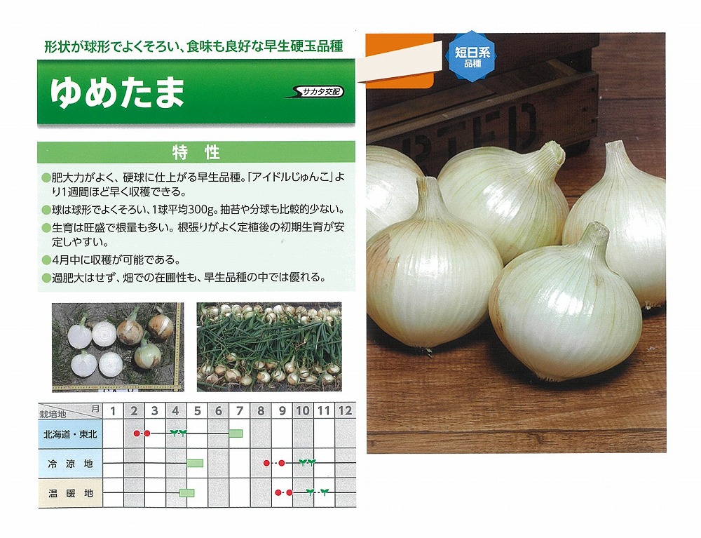 タマネギ】ゆめたま〔サカタ交配〕 | タマネギ | 野菜・草花の種苗の