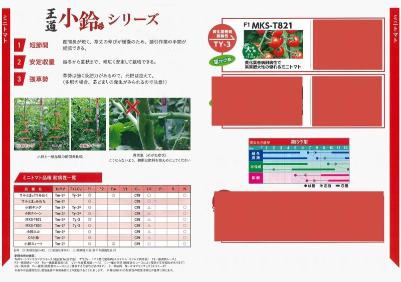 ミニトマト】小鈴シリーズ F1 MKS-T821〔0527〕 | ミニトマト | 野菜