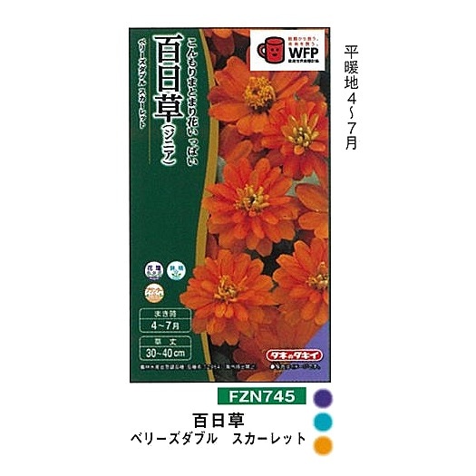 ジニア（ヒャクニチソウ 百日草） ベリーズダブル スカーレット