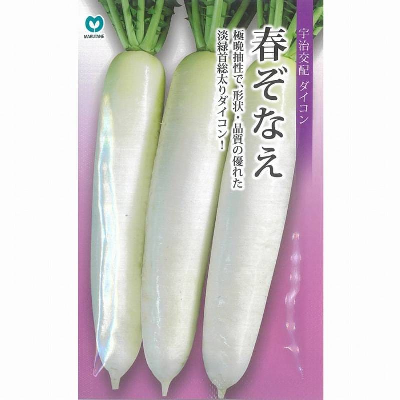ダイコン】春ぞなえ（MRX-418）〔宇治交配〕 | ダイコン | 野菜・草花