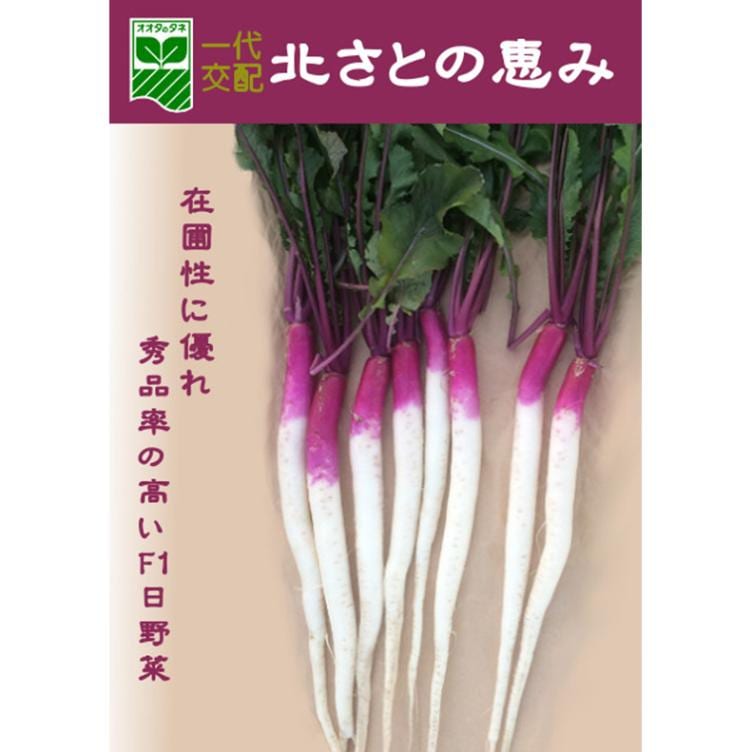 カブ】F1日野菜 冬姫（北さとの恵み2号）〔太田交配〕 | カブ | 野菜
