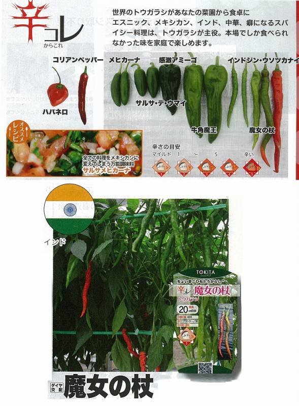 トウガラシ】辛コレ 魔女の杖〔トキタ交配〕 | トウガラシ | 野菜