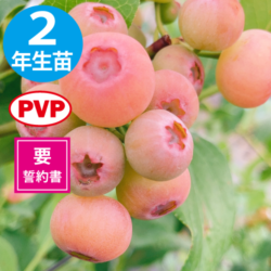 ルートラップポット（不織布ポット）10A 30号 38.0L 10枚入り