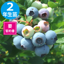 󥶡 SHϥ֥롼٥꡼2ǯ