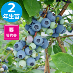 セブリング 【SH系ブルーベリー】2年生苗相当