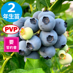 ץ󥰥磻 SHϥ֥롼٥꡼2ǯ