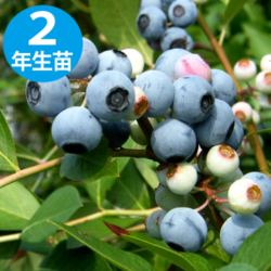 ѥ֥롼 REϥ֥롼٥꡼2ǯ