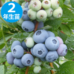 ޥΥꥢ SHϥ֥롼٥꡼2ǯ