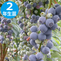 パウダーブルー 【RE系ブルーベリー】2年生苗相当