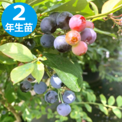 Хɥ REϥ֥롼٥꡼2ǯ