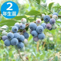 一般品種