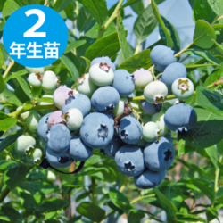 オーシャンガップトン 【SH系ブルーベリー】2年生苗相当