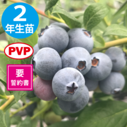 ץ󥰥ϥ SHϥ֥롼٥꡼ۡ2ǯ