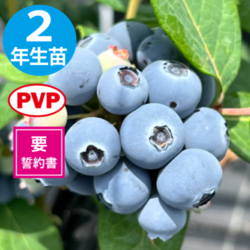 TH-605SHϥ֥롼٥꡼2ǯ