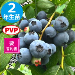 パルメットー 【SH系ブルーベリー】2年生苗相当