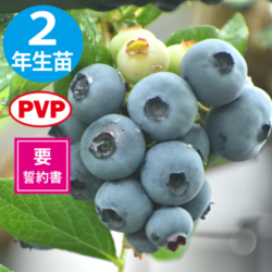 ブルーベリー苗 シャープブルー＆マグノリア大苗2本セット