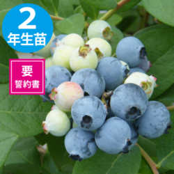 奨 SHϥ֥롼٥꡼2ǯ