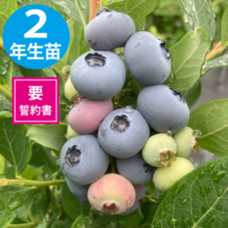 ٥ SHϥ֥롼٥꡼2ǯ