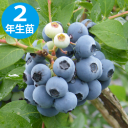 㡼ץ֥롼 SHϥ֥롼٥꡼2ǯ