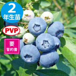 СΥ REϥ֥롼٥꡼2ǯ