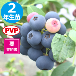 Rara05　完熟生ブルーベリー　15P セイボリー 【RE系ブルーベリー】2年生苗相当