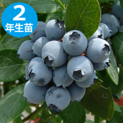 マグノリア 【SH系ブルーベリー】2年生苗相当