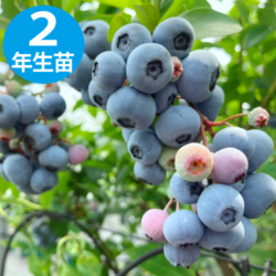 ֥ REϥ֥롼٥꡼2ǯ