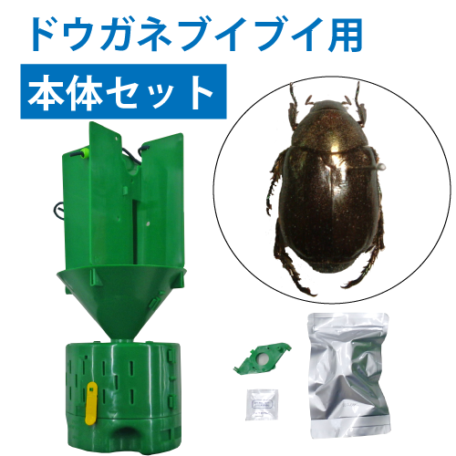 コエポン まとめ購入 コガネムシ 標本 ベトナム コエポン まとめ購入