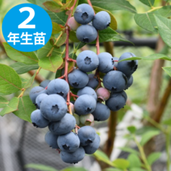 쥬NHϥ֥롼٥꡼2ǯ