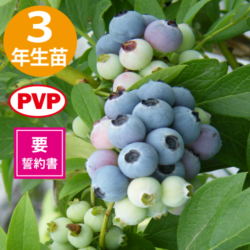 3ǯĢ䥹ץ󥰥磻ɡSHϥ֥롼٥꡼