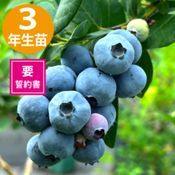 3ǯĢ䥸奨 SHϥ֥롼٥꡼