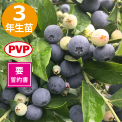 3ǯĢСΥREϥ֥롼٥꡼