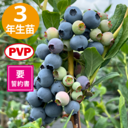 3ǯĢ䥫ߡSHϥ֥롼٥꡼