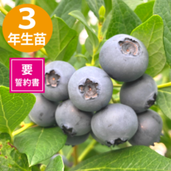 3ǯĢ䥦󥶡 SHϥ֥롼٥꡼