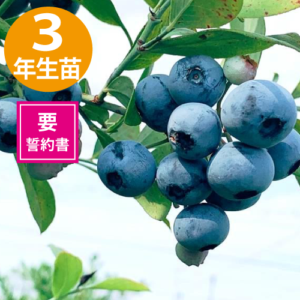 3ǯĢҡREϥ֥롼٥꡼